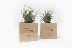 Airplant | Project Daiki