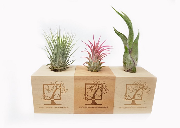 Airplant Favor