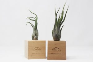Airplant Favor