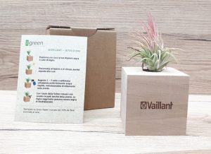 Airplants | Project Vaillant