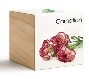 iGreencube-Carnation