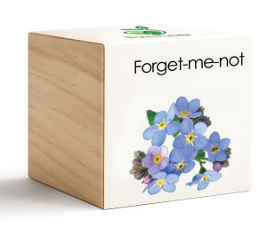 iGreencube-Forget-me-not