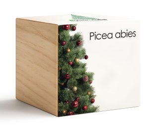 iGreencube-Picea Abies