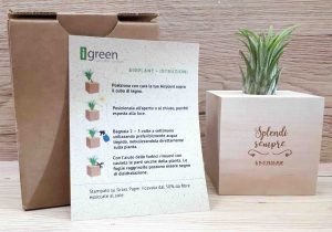 Airplant Favor