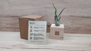 Airplant Favor