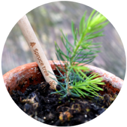 Sprout® Christmas Tree Pencil